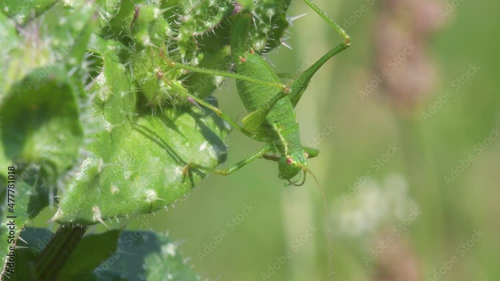 Nymph of Female Speckled Bush-Cricket, Leptophyes punctatissima Nymph of Female Speckled Bush-Cricket, Leptophyes punctatissima