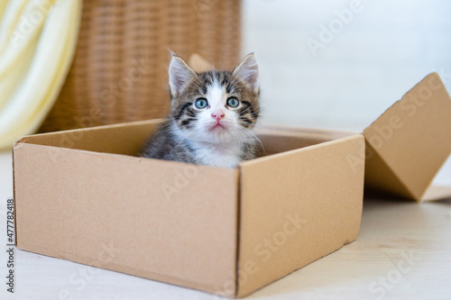 cute fluffy kitten sitting in a box . High quality photo