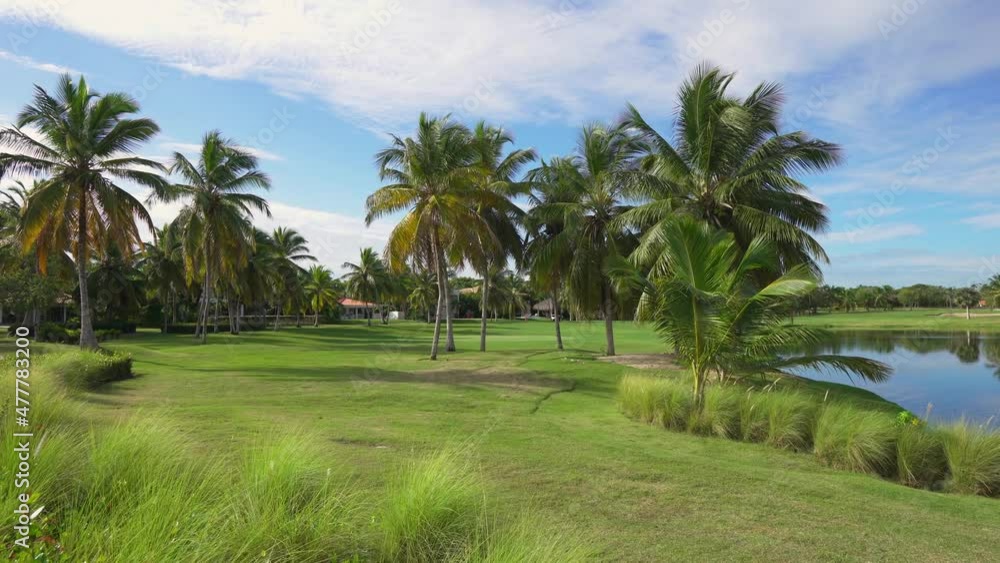 Nature summer palm trees and green grass outdoors. Park with trees for recreation and sports in the Dominican Republic. Tropical nature in bright color. Nature summer palm trees and green grass outdoors. Park with trees for recreation and sports in the Dominican Republic. Tropical nature in bright color.