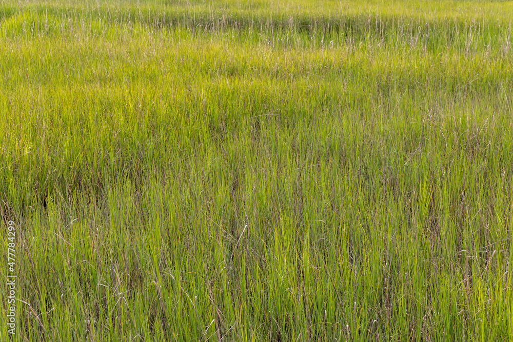 Charleston Marsh, South Carolina Charleston Marsh, South Carolina