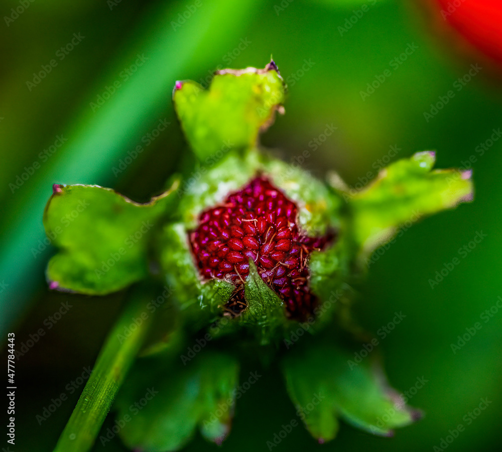Mock Strawberry Mock Strawberry