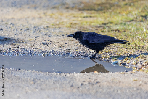A crow drinks water at a puddle on a dirt road