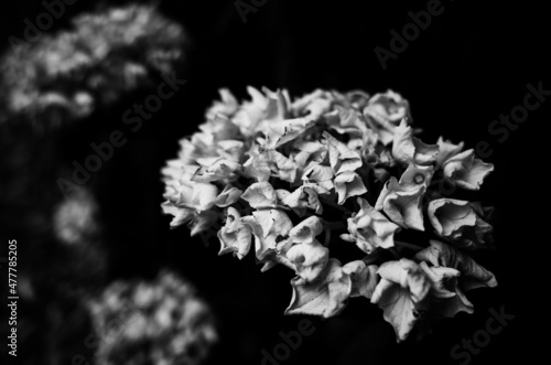 Hydrangea flower