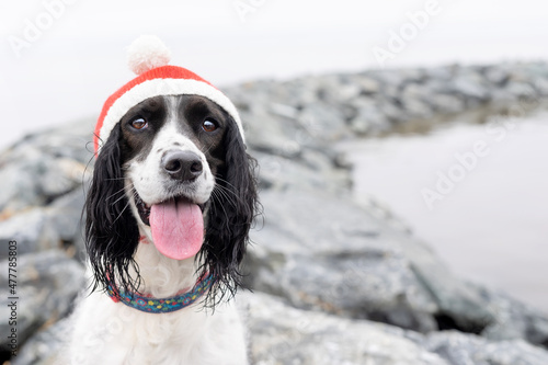 Fotografie, Obraz Beautiful English springer spaniel on jetty with red winter hat