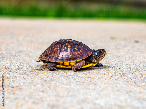 Box Turtle