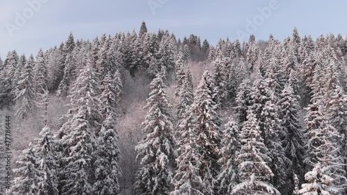 Winter in the mountains. Forest in the snow. Shooting from a quadcopter.