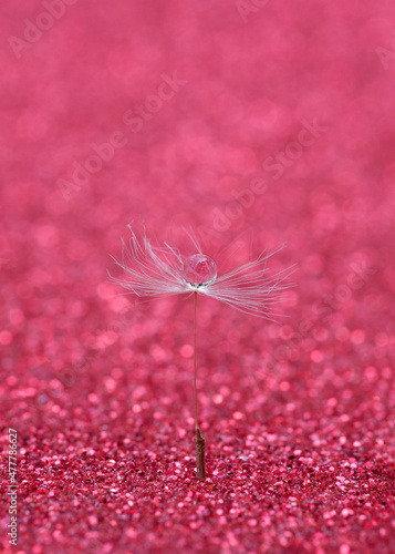 close up of dandelion with dew