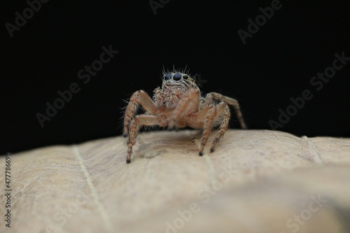 spider on a leaf