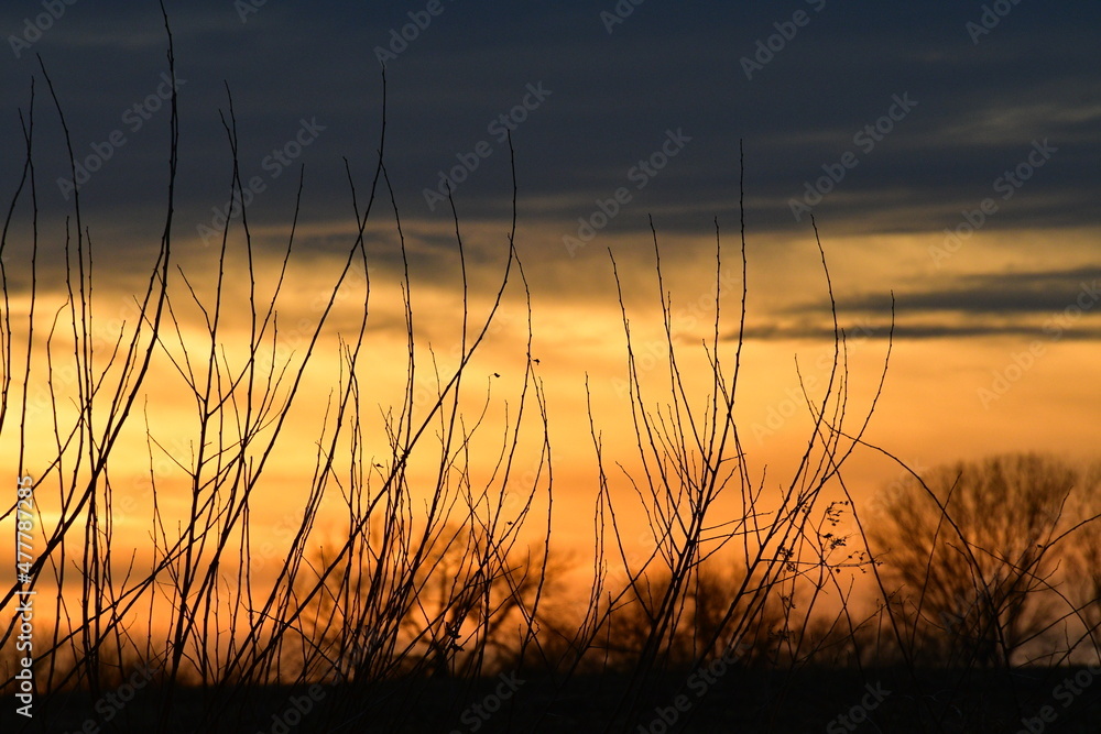 Sunset Over Trees