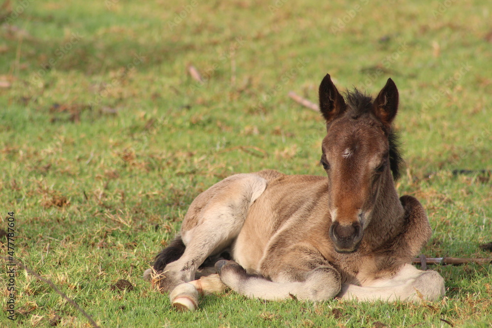 Fototapeta premium potro acostado