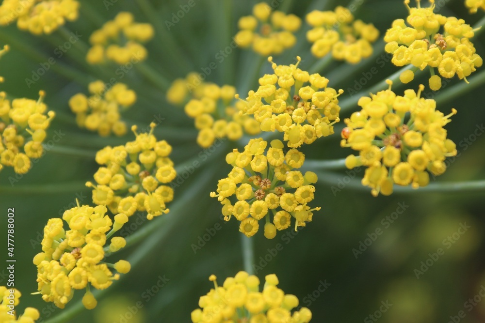 Flores amarillas Flores amarillas