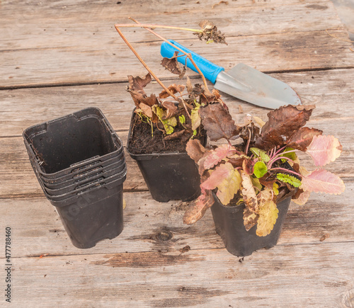 Seedlings Stachys Hummelo  in pots and garden small shovel  on table photo