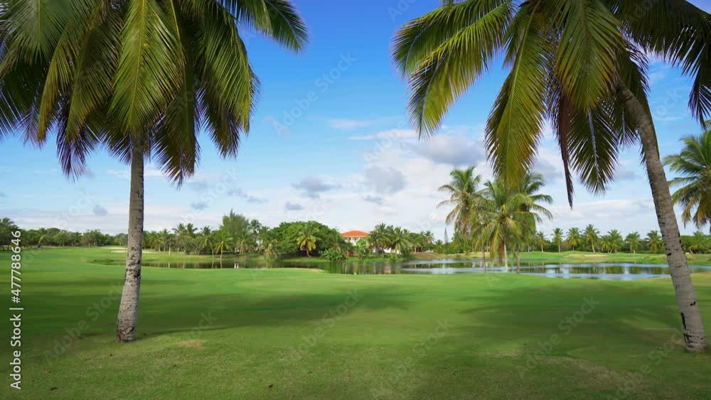 Long green leaves of palm trees in a summer grassy park. Green grass around the blue lake. A bright golf course on a sunny day in the Dominican Republic. Long green leaves of palm trees in a summer grassy park. Green grass around the blue lake. A bright golf course on a sunny day in the Dominican Republic.