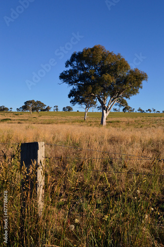 tree in the field photo