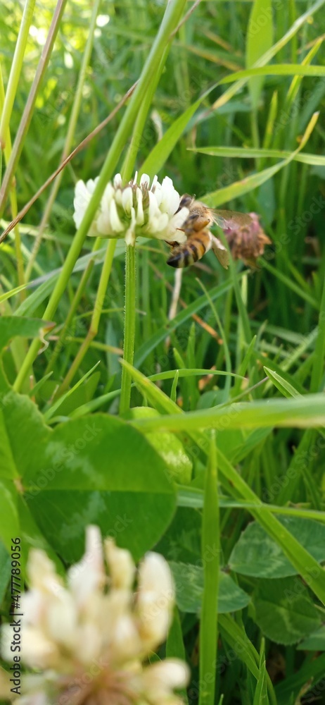 bee on a flower bee on a flower