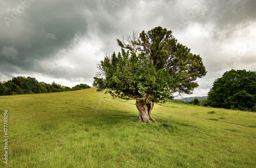 Yew Tree on Box Hill, Surrey England photo