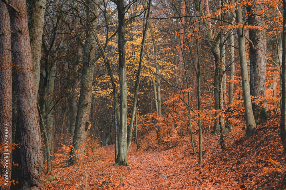 Fantasy autumn road to magic fairy tale forest.