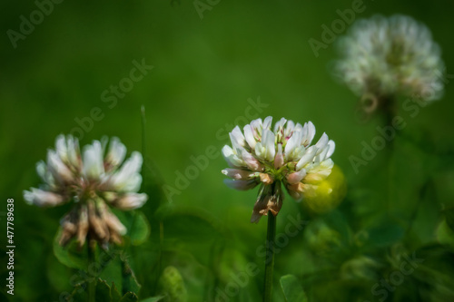 The sweet white clover on green sunny spring meadow. Luminous blurred background with light bokeh and short depth of field.