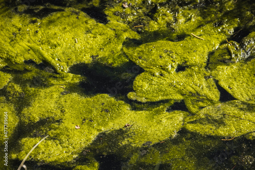 Close up of green algae
