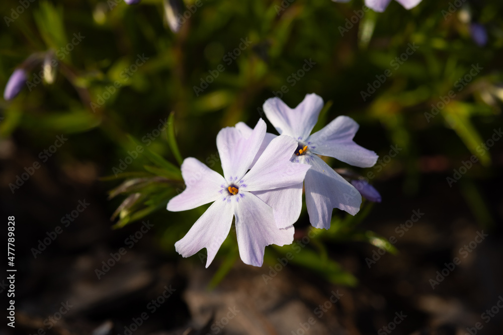 Little flowers blooming velvet, pink phlox in the spring garden. Little flowers blooming velvet, pink phlox in the spring garden.