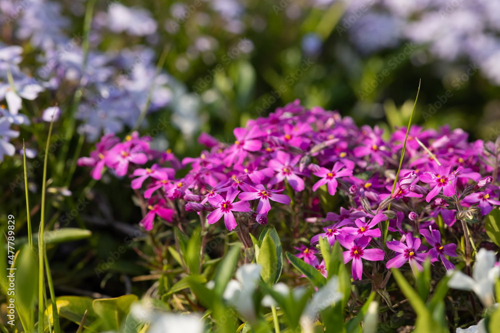 Little flowers blooming pink phlox in the spring garden.