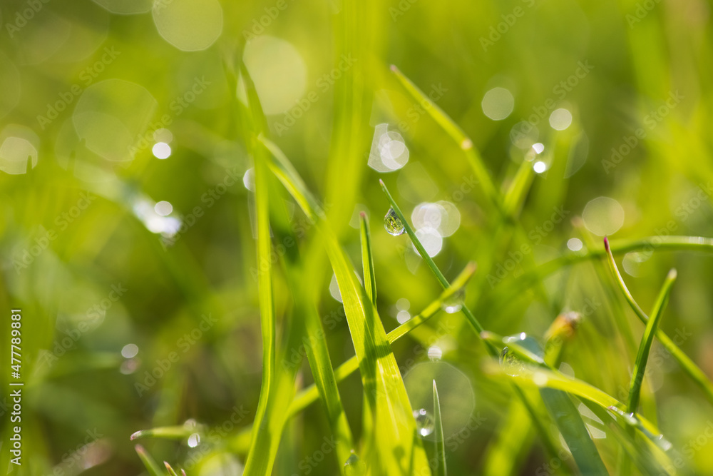Fototapeta premium Dew drops on the spring, green grass. Meadow macro close up in nature.