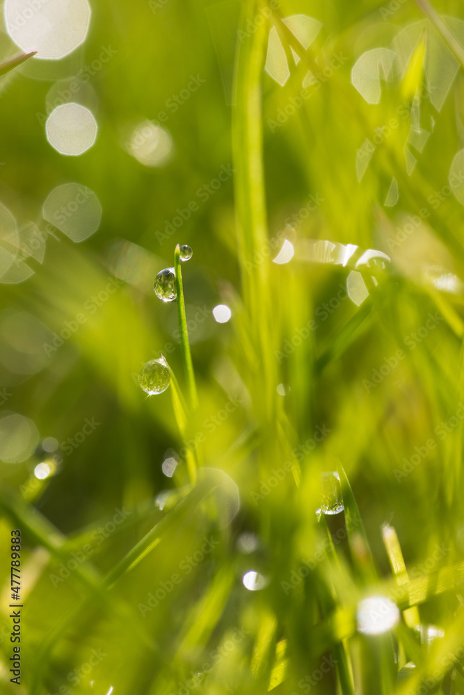 Dew drops on the spring, green grass. Meadow macro close up in nature. Dew drops on the spring, green grass. Meadow macro close up in nature.