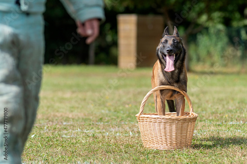 berger belge malinois en ring  photo