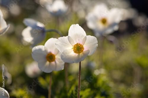White anemone sylvestris (snowdrop, windflower, nemorosa) blooming in spring garden. Flowers macro close up in nature.