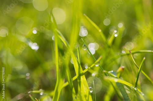 Dew drops on the spring, green grass. Meadow macro close up in nature.