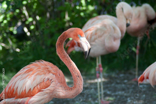 flamingo in the zoo