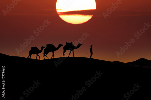 Silhouette Of Camels Against The Sun Rising In The Sahara Desert In Morocco