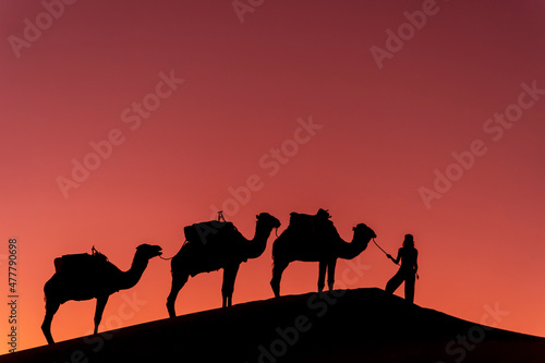 Silhouette Of Camels Against The Sun Rising In The Sahara Desert In Morocco