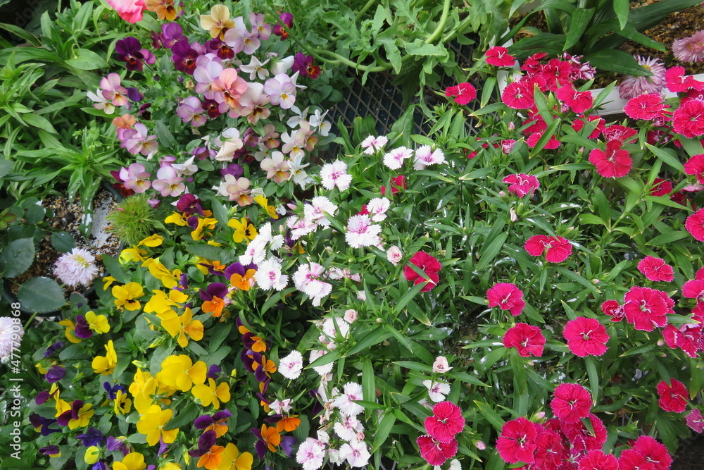 春に咲く花 春に咲く花