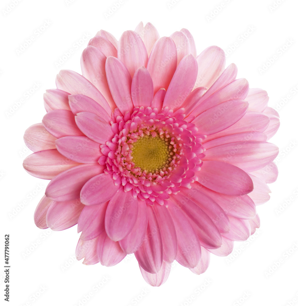 Pink gerber flower isolated on white background gerbera flower close up Pink gerber flower isolated on white background gerbera flower close up