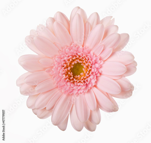 Canvastavla Pink gerbera flower
