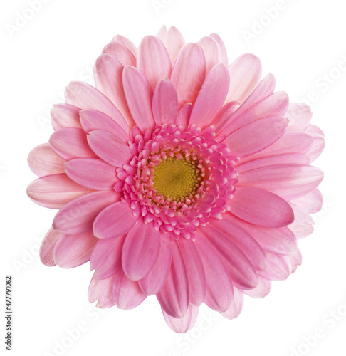 Pink gerber flower isolated on white background gerbera flower close up © Irina Ukrainets