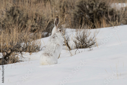 White-tailed Jackrabbit in the Winter
