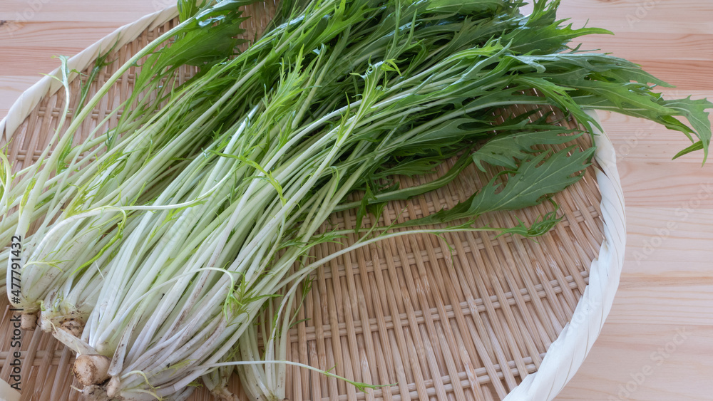 水菜”Mizuna green””Japanese brassica””potherb masterd” 水菜”Mizuna green””Japanese brassica””potherb masterd”