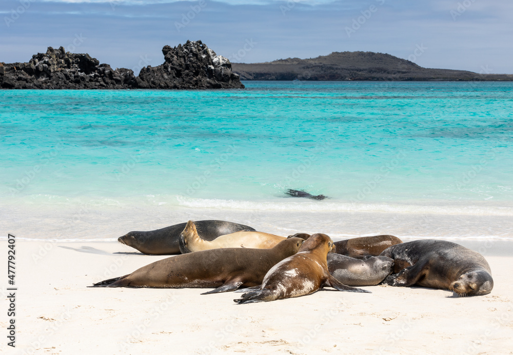 Fototapeta premium Group of Galapagos Sea Lions near shore with water and blue sky in background