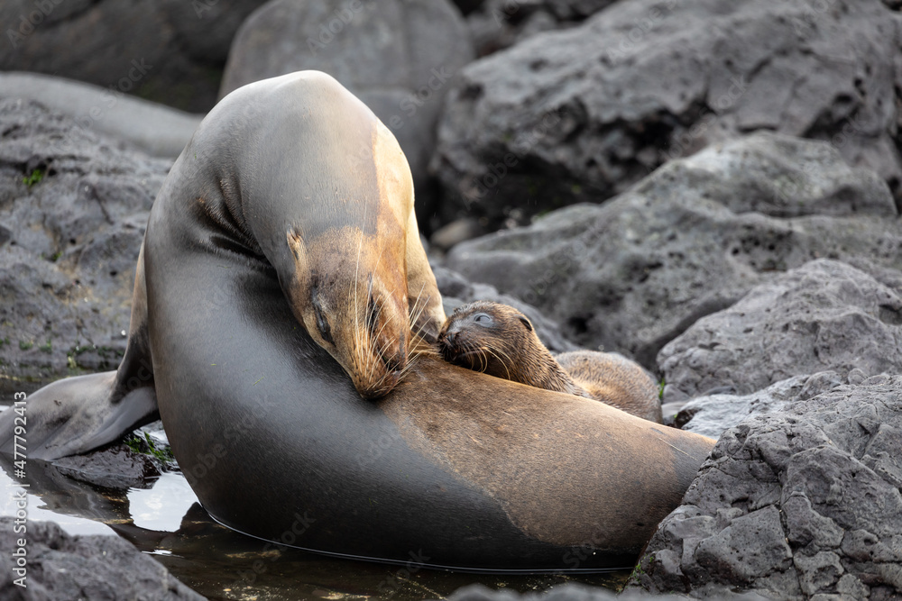 Fototapeta premium Galapagos sea lion mother and baby in coastal landscape with black lava rocks