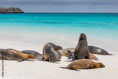Billede på lærred Group of Galapagos Sea Lions near shore with water and blue sky in background