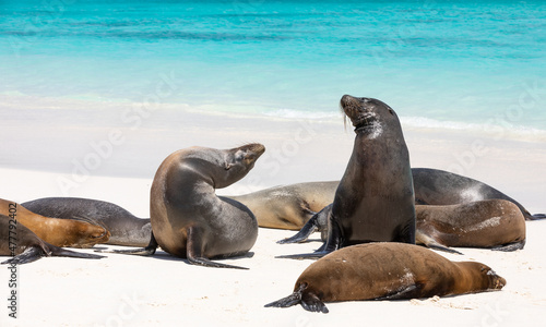 Group of Galapagos Sea Lions near shore with water and blue sky in background