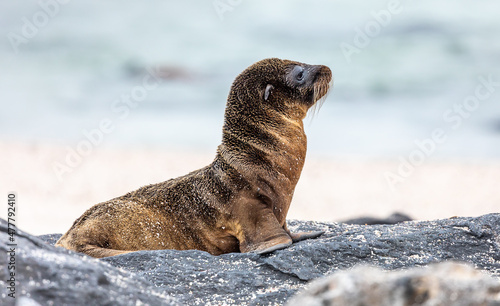 Profile portrait of young Galapagos Sea Lion in coastal landscape 