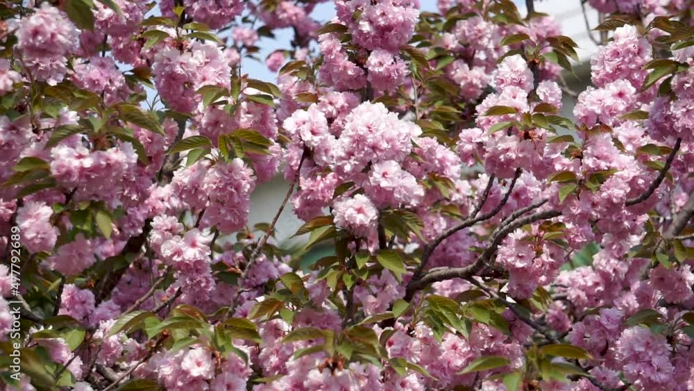 Fresh and beautiful and romantic cherry blossoms Fresh and beautiful and romantic cherry blossoms