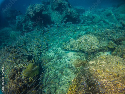 free dive, Coral, Phuket Sea, swarm of fish, underwater