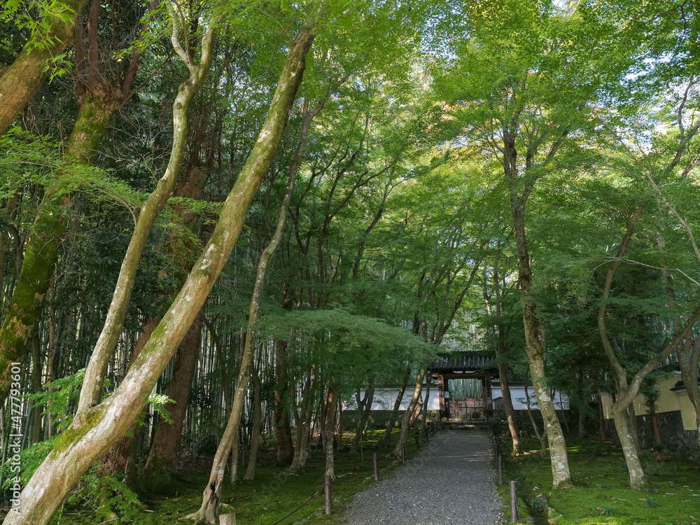 Obraz premium 京都府 京都市 浄住寺