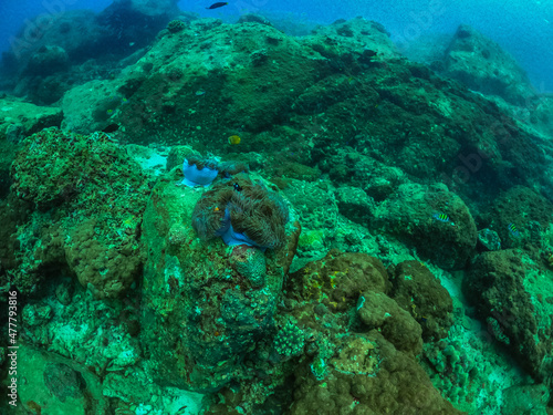 Fototapeta Naklejka Na Ścianę i Meble -  free dive, Coral, Phuket Sea, swarm of fish, underwater
