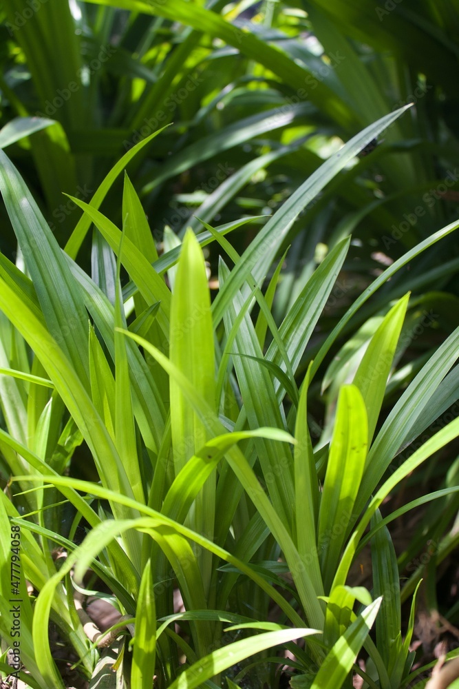 Naklejka premium grass leaves in the garden 