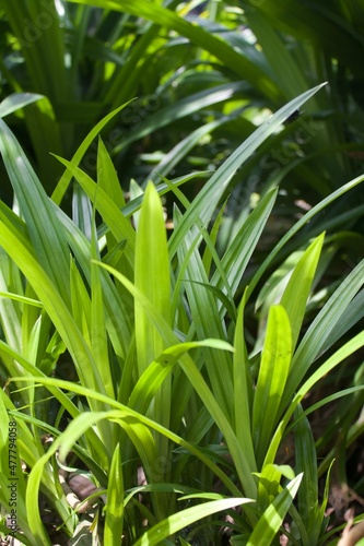 grass leaves in the garden 